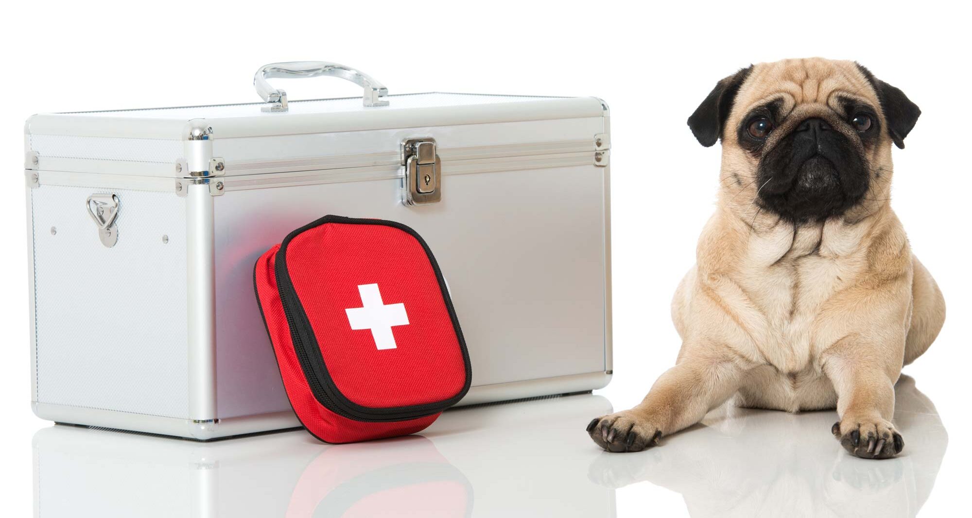 pet cpr and first aid classes - cute dog sitting by first aid kits